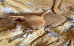 Chihuahua dogs for sale: Adorable Chihuahuas £650-£700 “Boys & Girls’ - Image 13