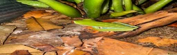 Frog reptiles for sale: RETF in an Exo Terra 60x60x45 Bioactive Terrarium in Tadley - Advert 3