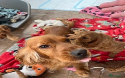 Cocker Spaniel dogs for sale: Golden show type cocker spaniel puppies  - Image 10