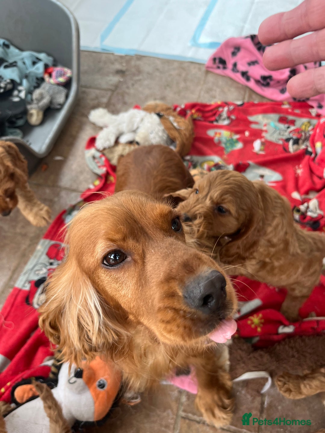 Cocker Spaniel dogs for sale: Golden show type cocker spaniel puppies  - Image 10