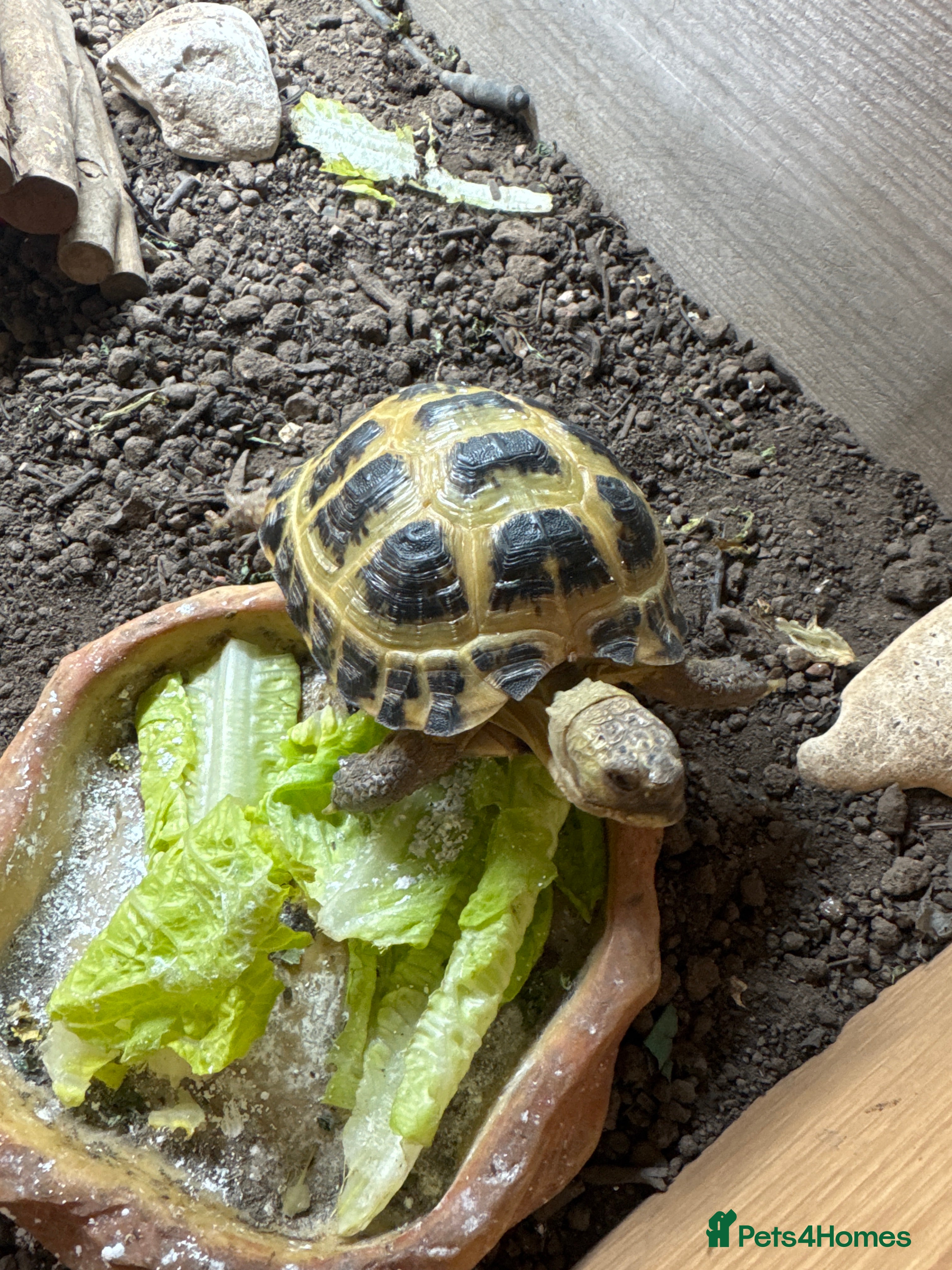 Hermann Tortoise reptiles 3 year old tortoise.  - Advert 1