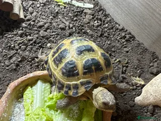 Hermann Tortoise reptiles 3 year old tortoise. - Advert 4