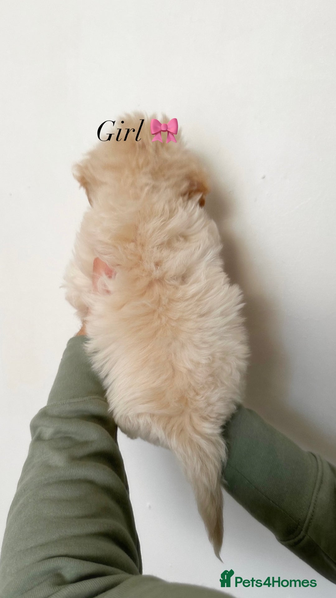 Maltipoo dogs for sale: Cream F1 Maltipoos 🐶🩵🎀 - Advert 6