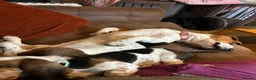 Basset Hound dogs for sale: Bonded Pure Basset Hound - Advert 3