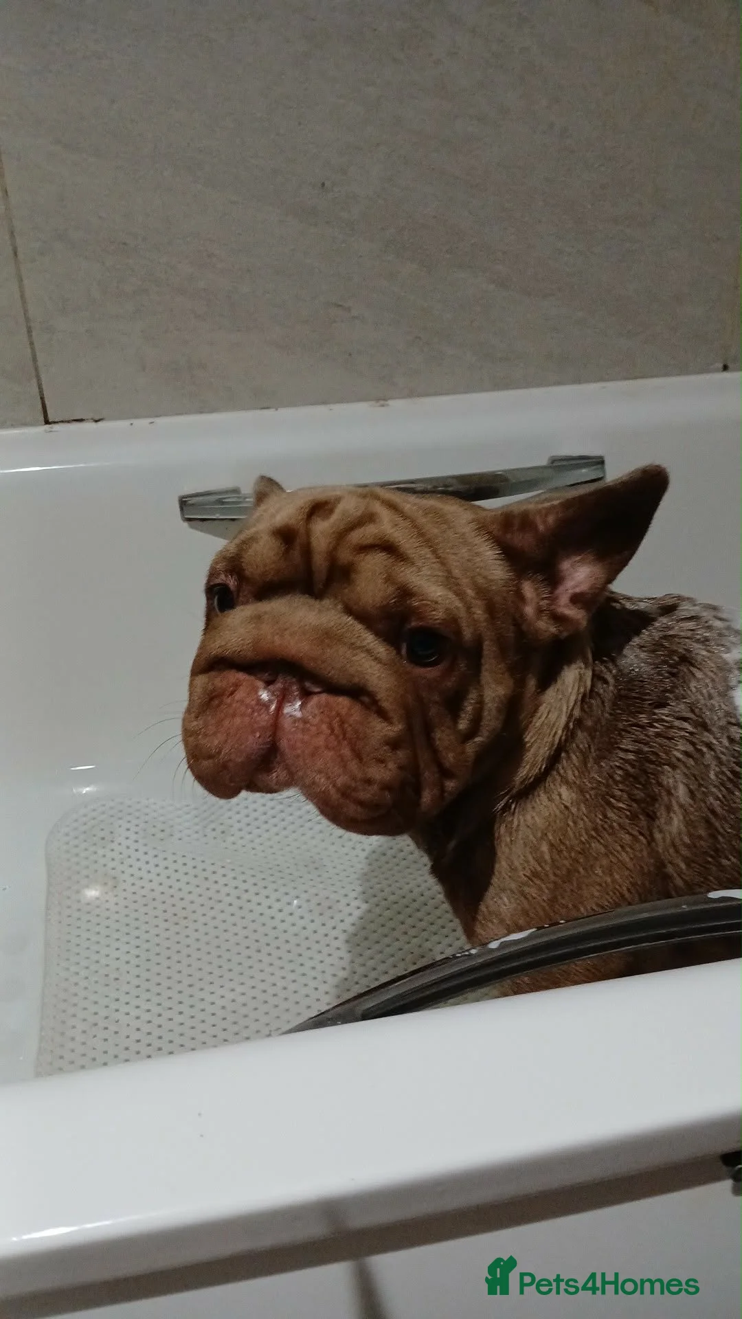 French Bulldog dogs for sale: French bulldog  - Advert 1
