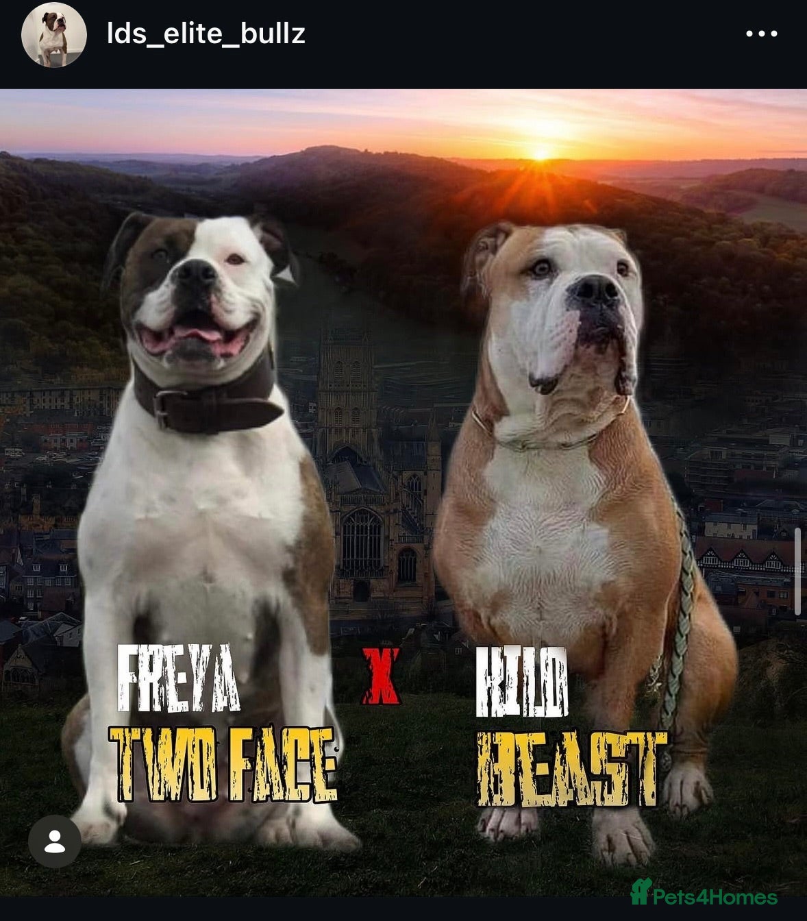 Alapaha Blue Blood Bulldog dogs Alapaha blue blood bulldogs  - Advert 7