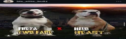 Alapaha Blue Blood Bulldog dogs for sale: Alapaha blue blood bulldogs  in Gloucester - Advert 1