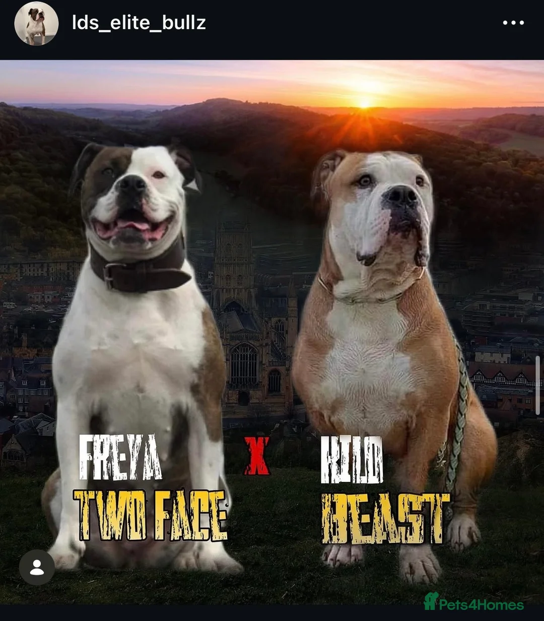 Alapaha Blue Blood Bulldog dogs for sale: Alapaha blue blood bulldogs  in Gloucester - Advert 1