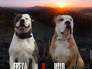 Alapaha Blue Blood Bulldog dogs Alapaha blue blood bulldogs - Advert 1