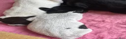 Mixed Breed dogs for sale: Last Chunky Dog Pup left GWPxLab - Advert 28