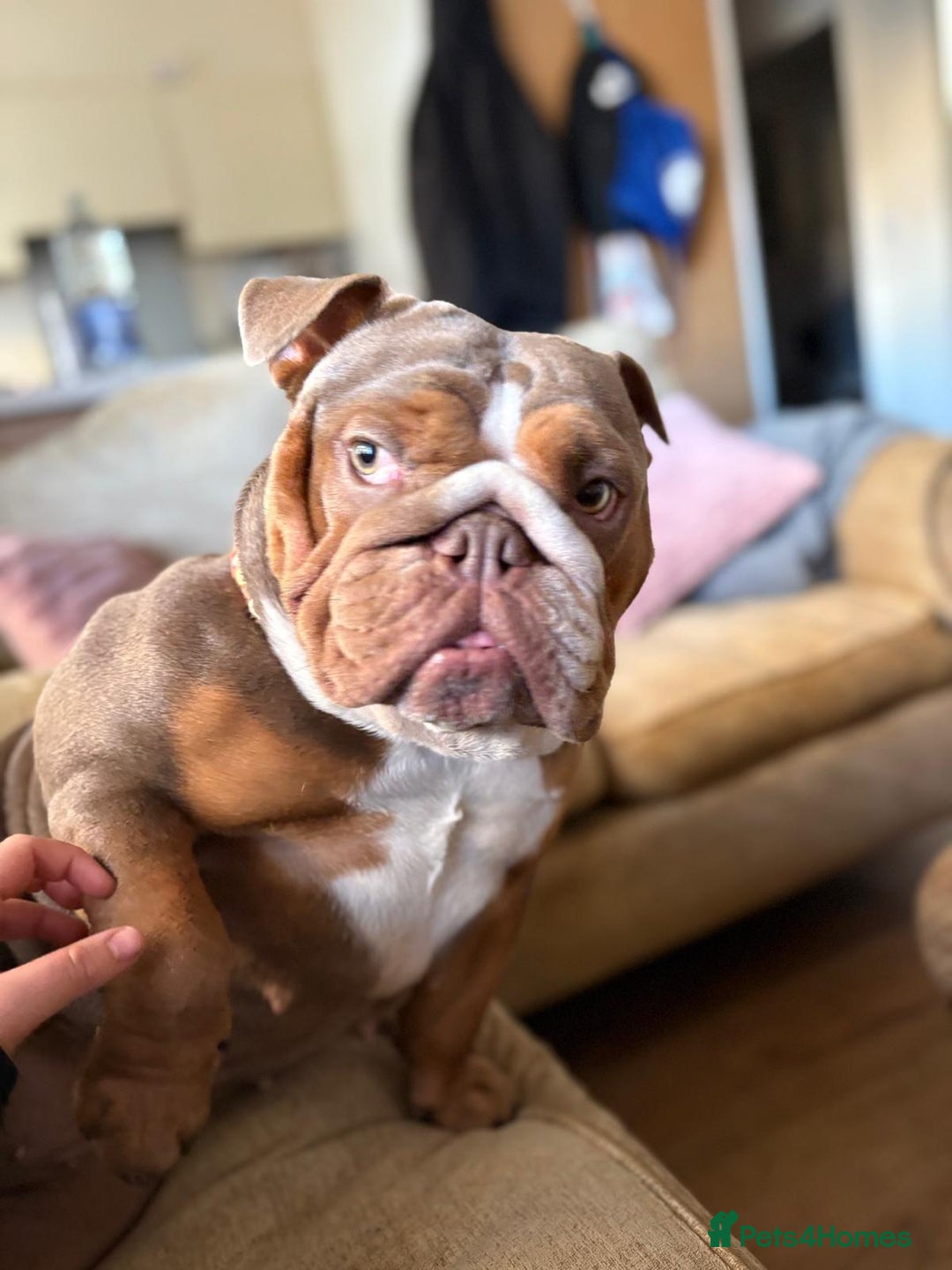 English Bulldog dogs for sale: 🐾 Beautiful English Bulldog  - Image 10