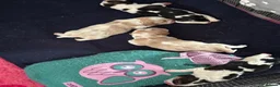 Beagle dogs for sale: Stunning KC registered litter by Campeach beagles. - Advert 7
