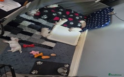 Bichon Frise dogs for sale: Beautiful Bichon Frise pups Ready 16th-24th Dec - Advert 7