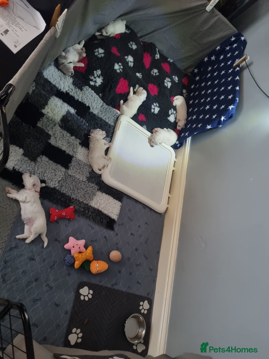 Bichon Frise dogs for sale: Beautiful Bichon Frise pups Ready 16th-24th Dec - Advert 7