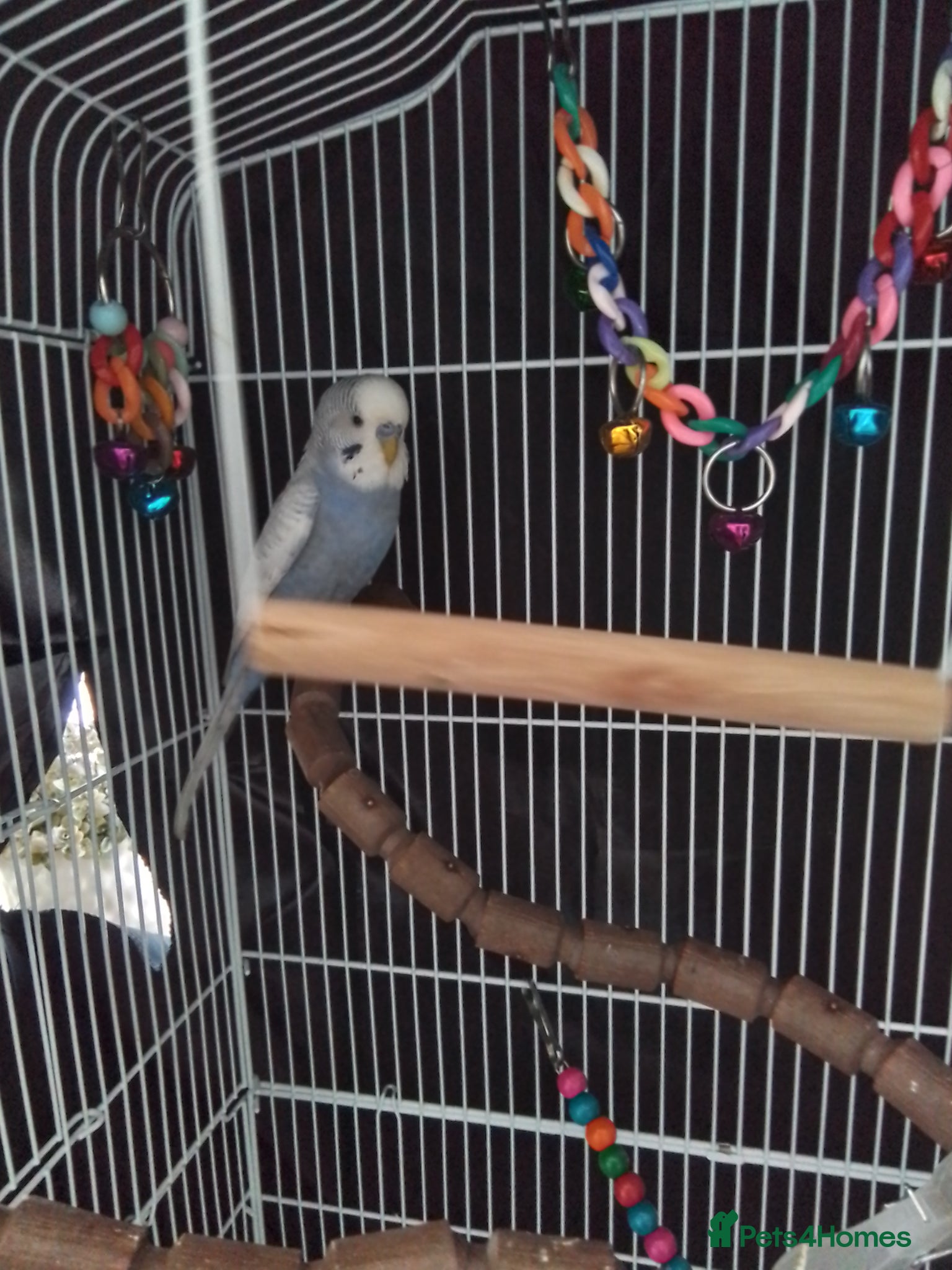 Budgerigars birds Bonded Pair Of Budgies - Advert 5