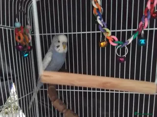 Budgerigars birds Bonded Pair Of Budgies - Advert 5