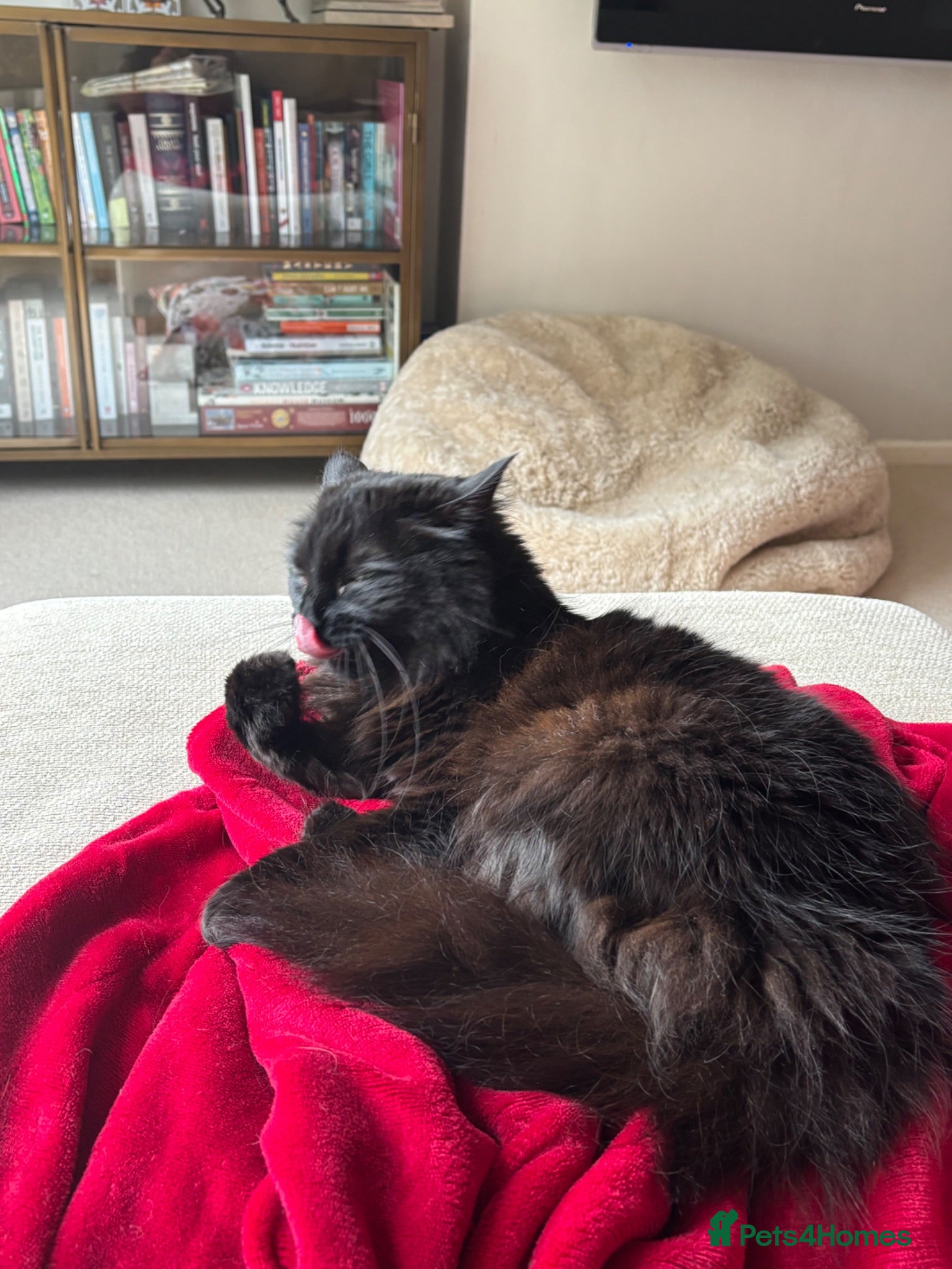 Ragdoll cats 5 year old female black rag doll mix cat  - Advert 2