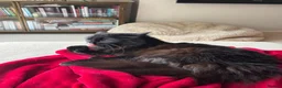 Ragdoll cats for sale: 5 year old female black rag doll mix cat  in Southampton - Advert 1