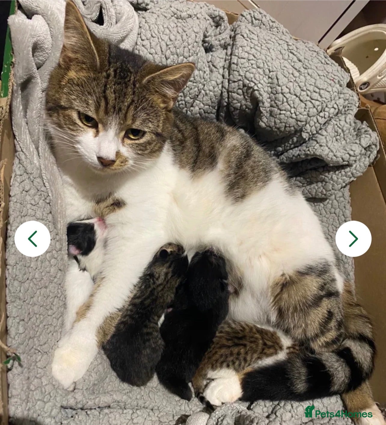 Domestic Shorthair cats Kittens for sale  - Advert 1