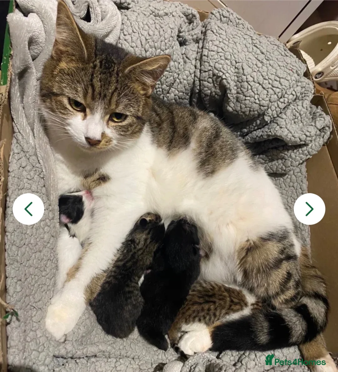 Domestic Shorthair cats for sale: Kittens for sale  - Advert 1