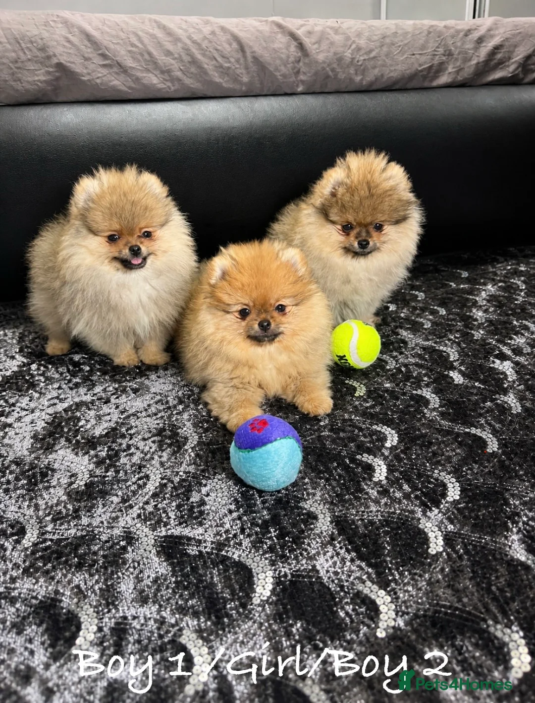 Pomeranian dogs for sale: 🐻Teddy Face🏆Championship🔥KC - Advert 1