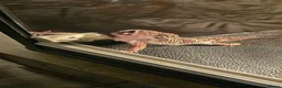 Gecko reptiles for sale: Male Leopard gecko  in Aberdare - Advert 2