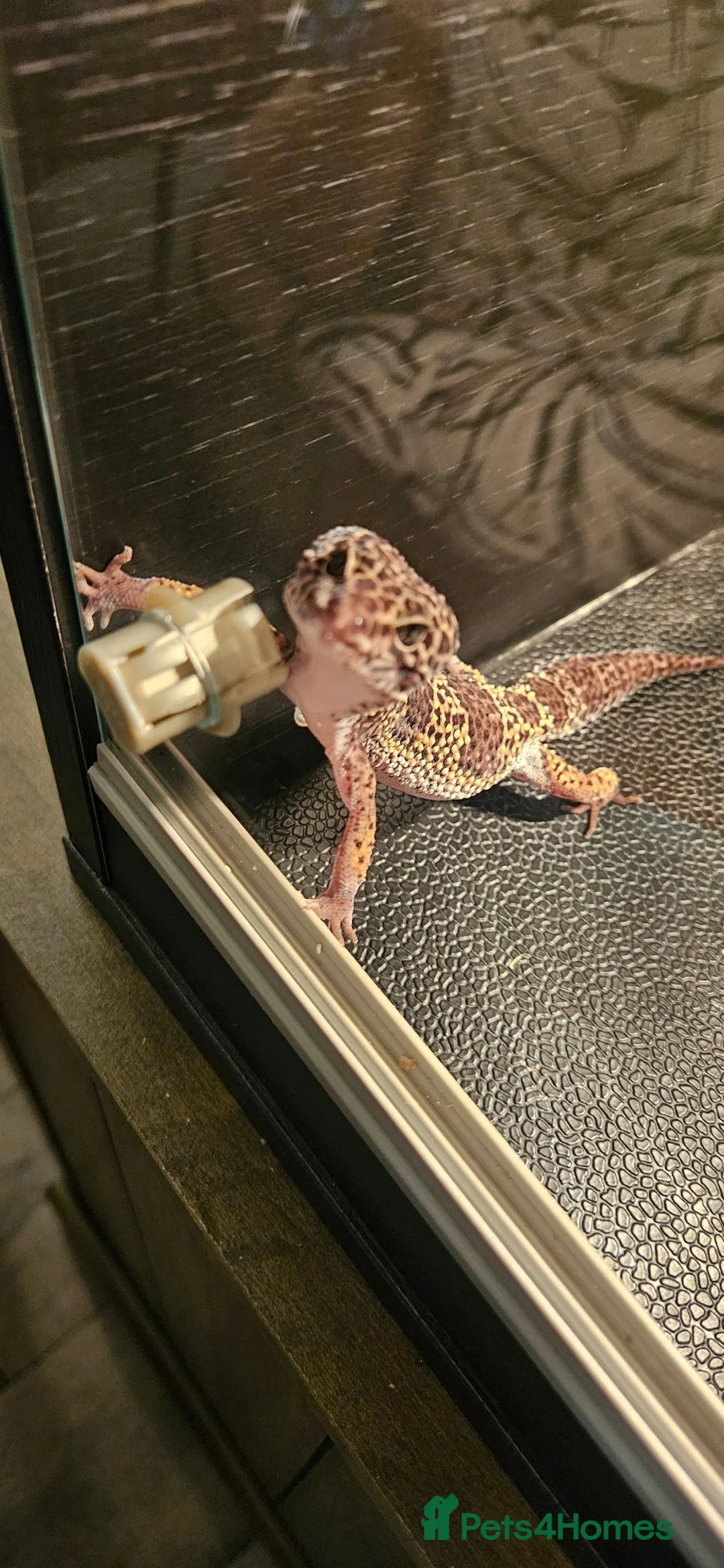 Gecko reptiles for sale: Male Leopard gecko  in Aberdare - Advert 2