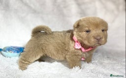 Shar Pei dogs for sale: ⭐️Quality Shar pei puppies for sale⭐️ - Image 30