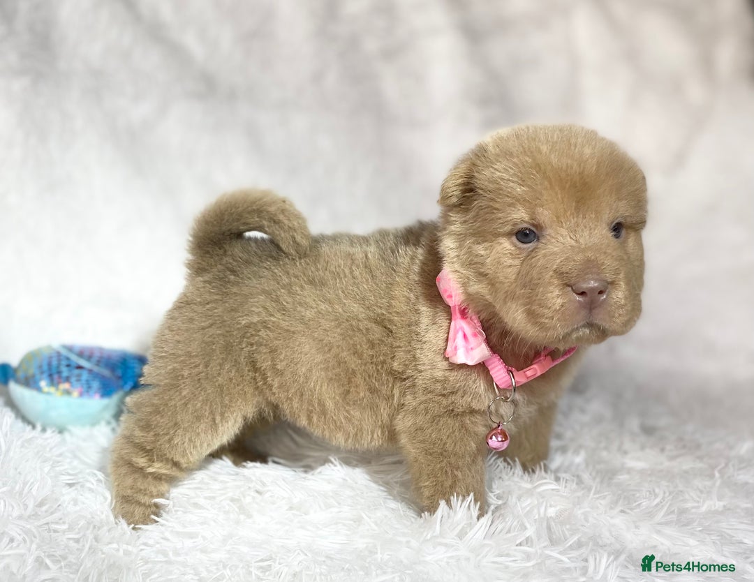 Shar Pei dogs for sale: ⭐️Quality Shar pei puppies for sale⭐️ - Image 30