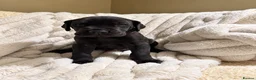 Great Dane dogs for sale: Champion blood exceptional quality black GreatDane - Advert 26