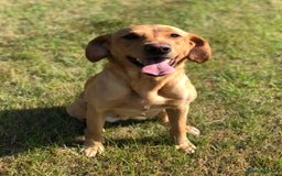 Labrador Retriever dogs for sale: 4 YEAR OLD KC HEALTH TESTED LABRADOR BITCH  - Image 3