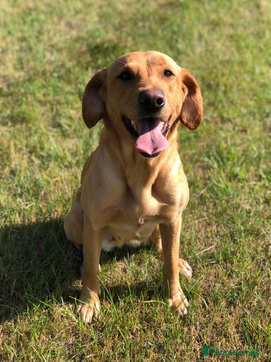 Labrador Retriever dogs for sale: 4 YEAR OLD KC HEALTH TESTED LABRADOR BITCH  - Image 3