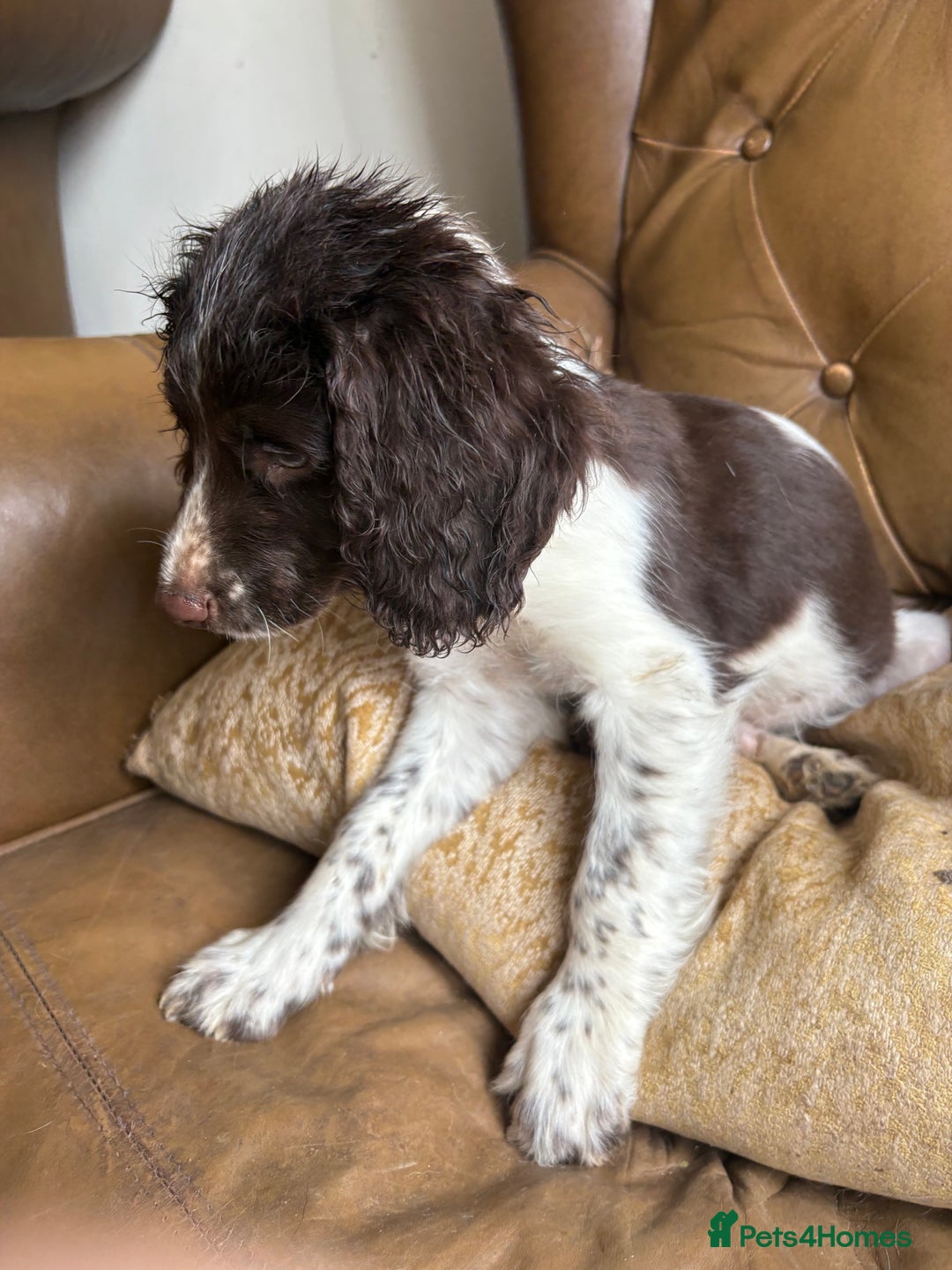 Sprocker dogs for sale: 8 glorious sprocker pups  - Image 21