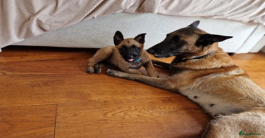 Belgian Shepherd Dog dogs - Advert 2
