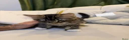Mixed Breed cats for sale: Kittens in Nottingham - Advert 7