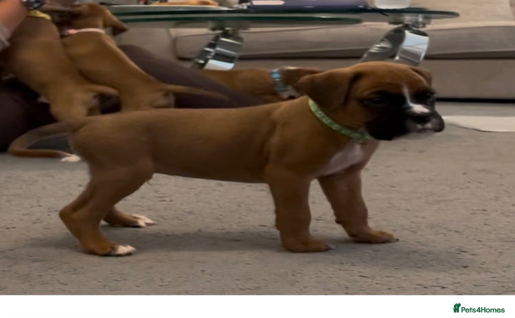 Boxer dogs - Advert 2