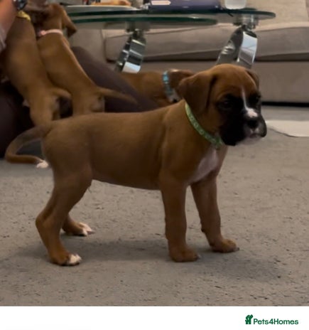 Boxer dogs - Advert 2