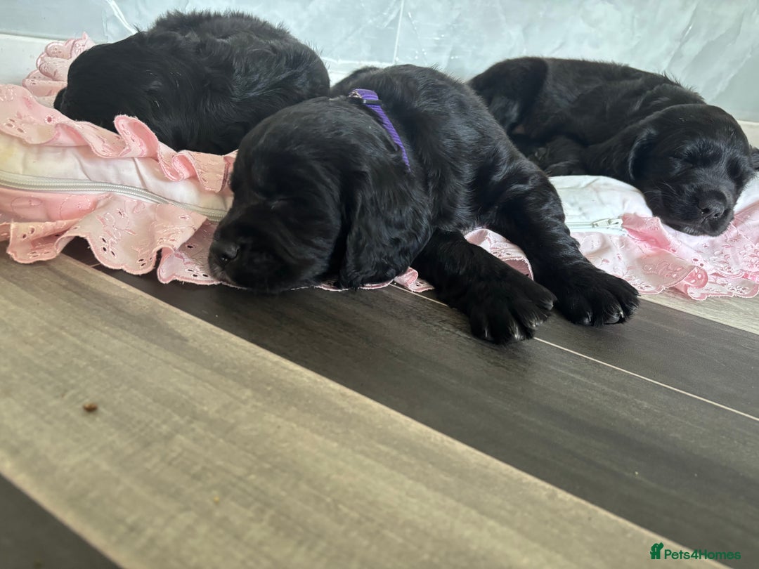Cockerdor dogs for sale: 3 beautiful cockerador baby’s  - Image 2