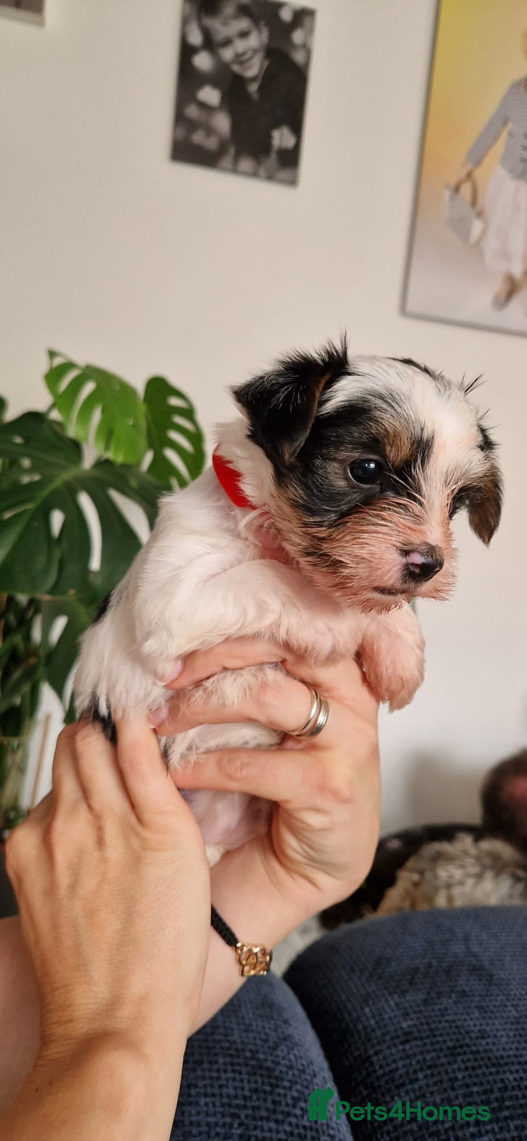 Yorkshire Terrier dogs for sale: Beautifull pedigree yorkshire terriers🐾🦮🐶 - Image 11