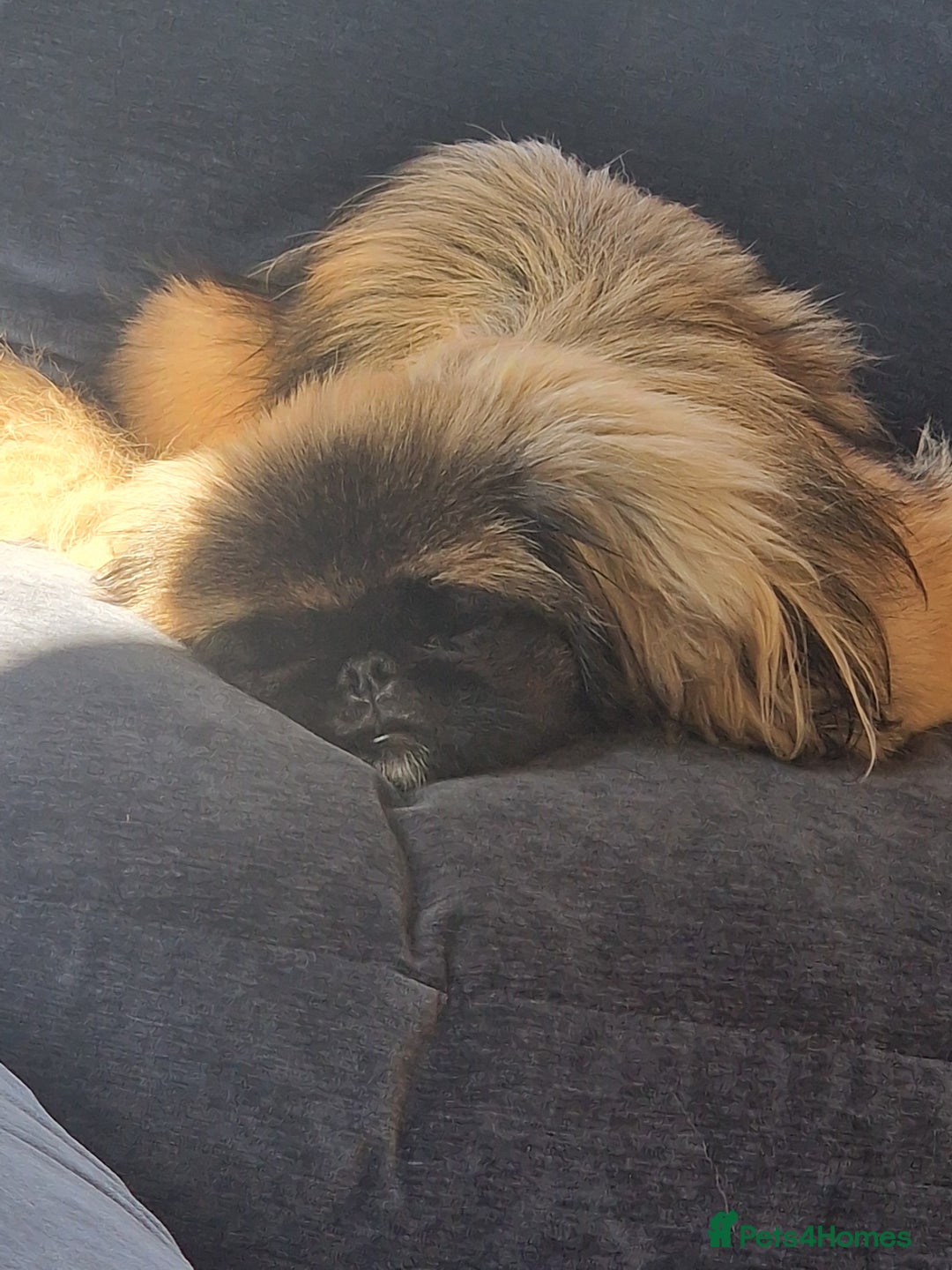 Pekingese dogs for sale: Sleeve Pekingese  - Advert 4