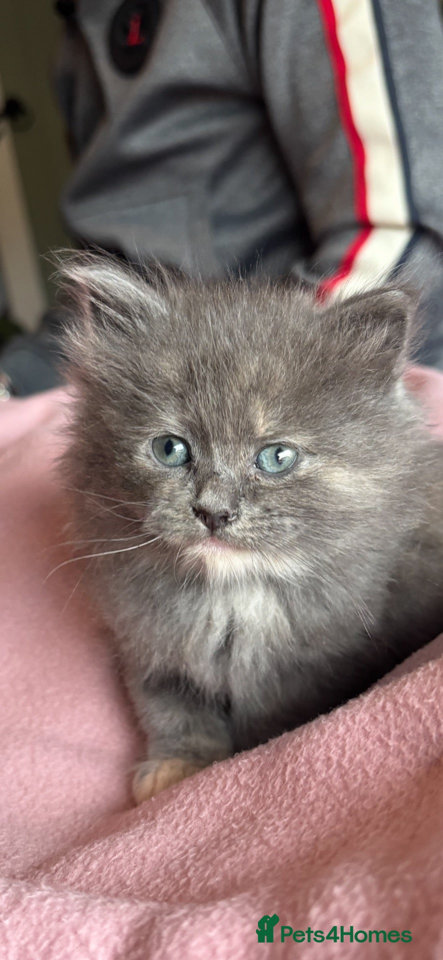 Nebelung cats ***Neblung cross ragdoll babies *** - Advert 1