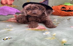 Cockapoo dogs for sale: PRA clear F1b Cockapoo puppies  - Image 5