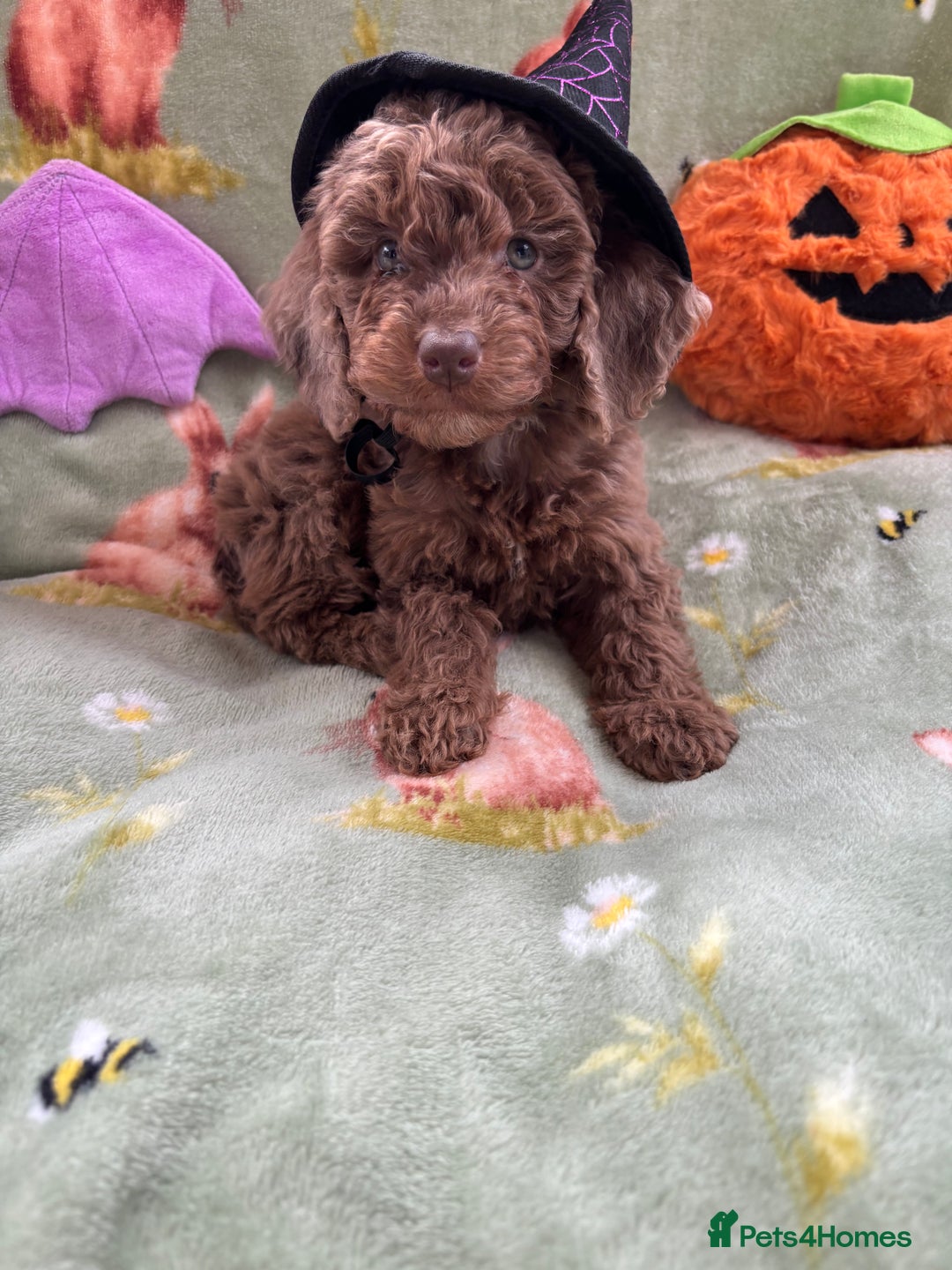 Cockapoo dogs for sale: PRA clear F1b Cockapoo puppies  - Image 5