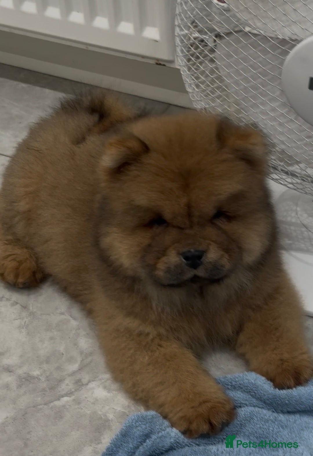 Chow Chow dogs for sale: KC Top quality of chow chow looking for new  🏠  - Advert 3