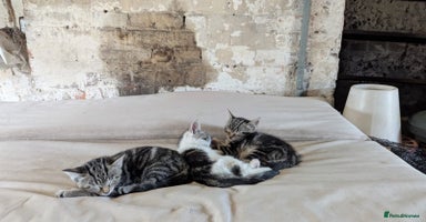 British Shorthair cats - Advert 10