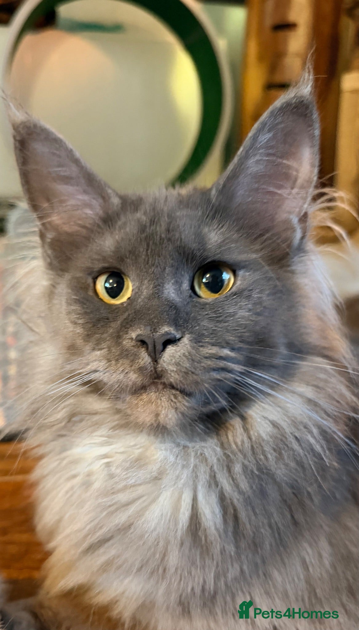 Maine Coon cats Beautiful high smoked and smoked kittens for sale  - Advert 2