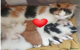 Mixed Breed cats for sale: Stunning kitty's please read full ad  - Image 8