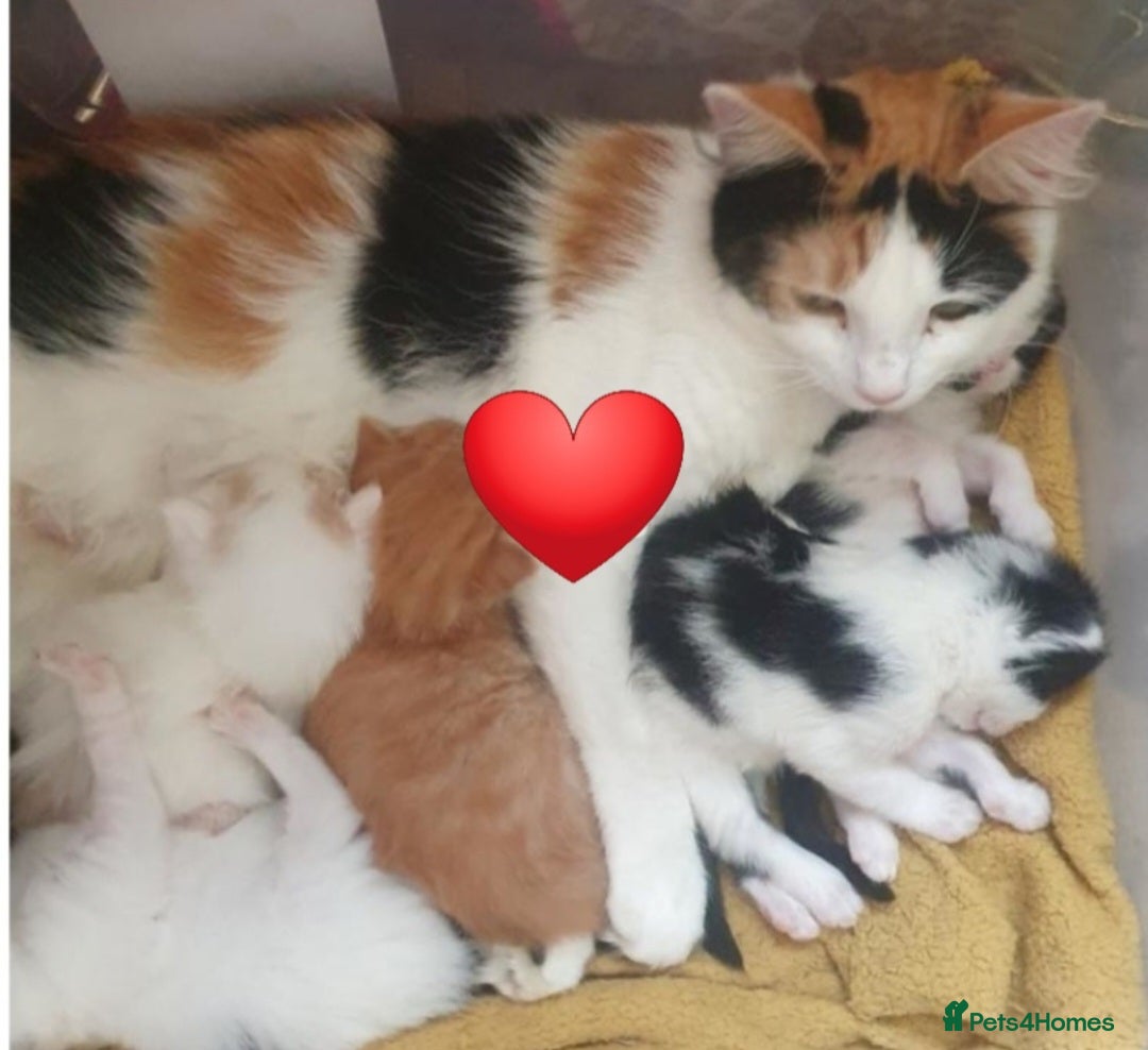 Mixed Breed cats for sale: Stunning kitty's please read full ad  - Image 8