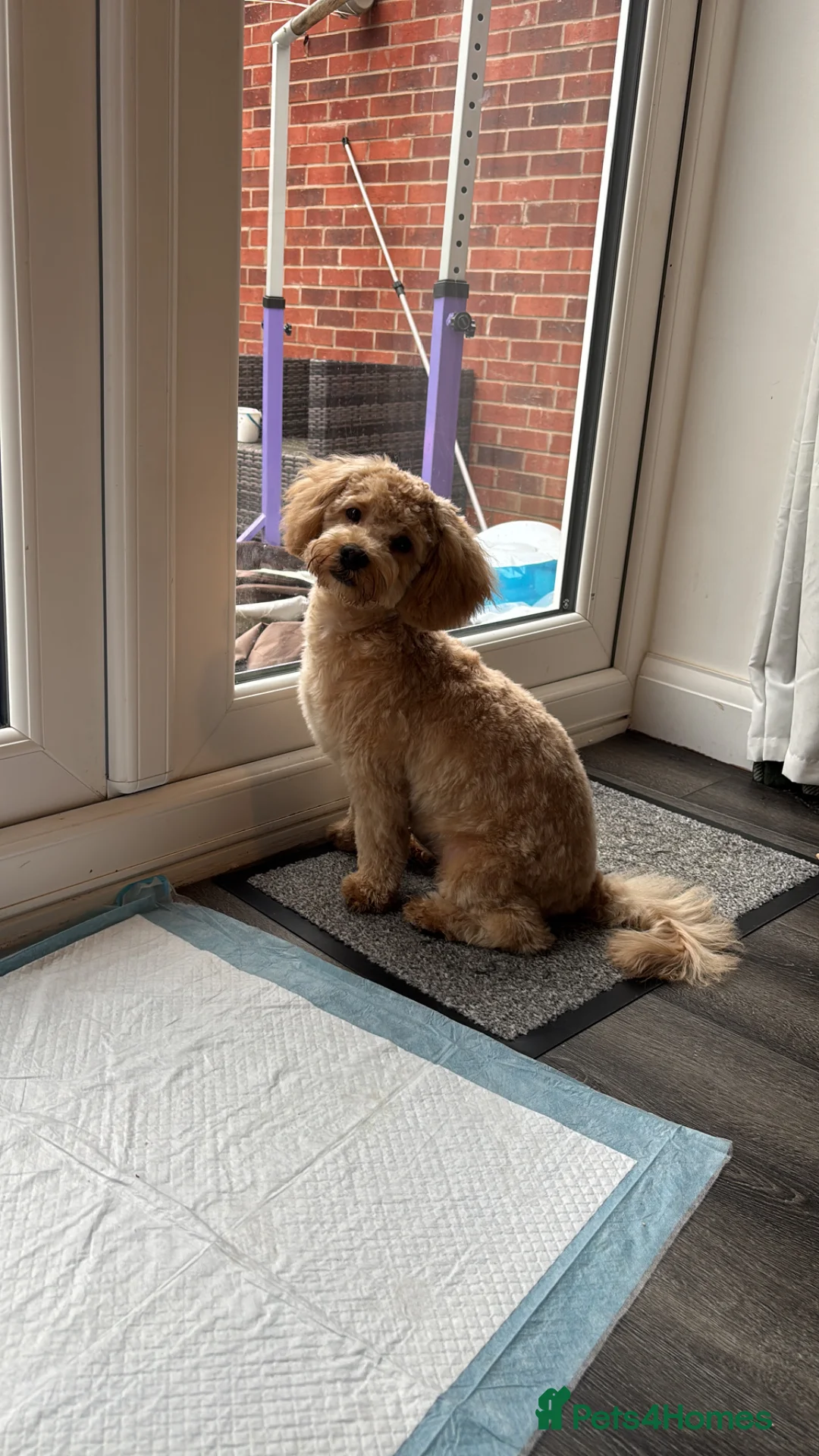 Shihpoo dogs for stud: STUD ONLY PROVEN SHIHPOO GOLDEN BOY in Lincoln - Advert 4