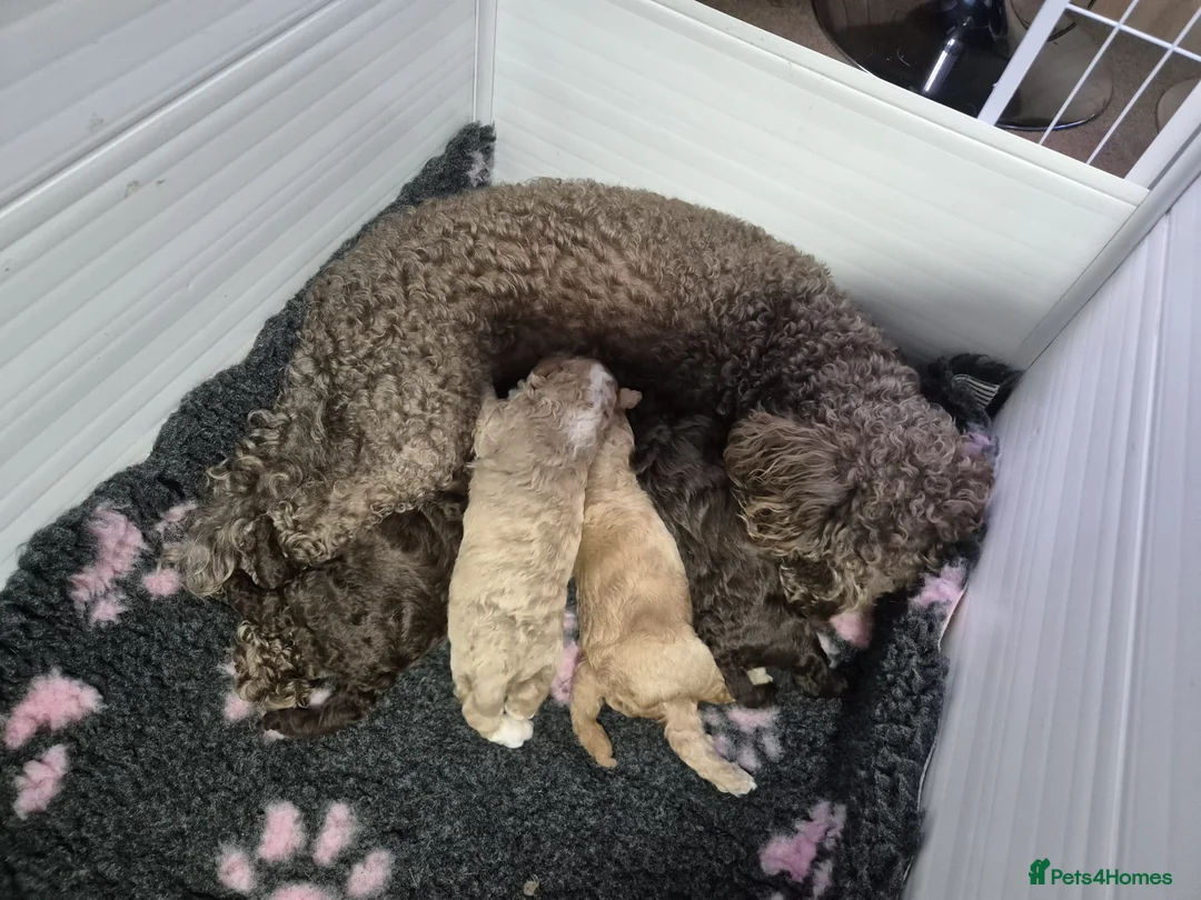 Miniature Poodle dogs for stud: Proven🏆, miniature poodle - Advert 14